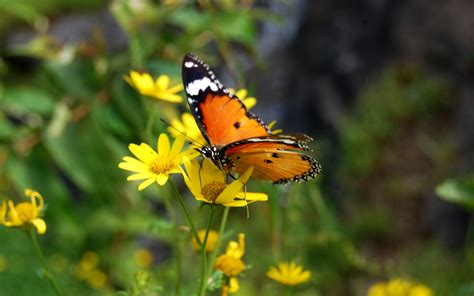 Filemountain Butterfly In India Wikimedia Commons