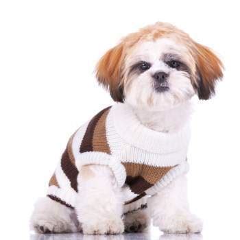 If the accuracy of the weight of the dog is absolutely necessary, please use a scale. Shih Tzu Age | Weight Chart | Growth Chart | Shih Tzu ...