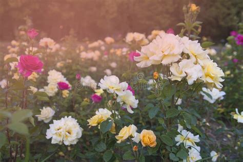 Blooming White Rose Stock Image Image Of White Green 93015323