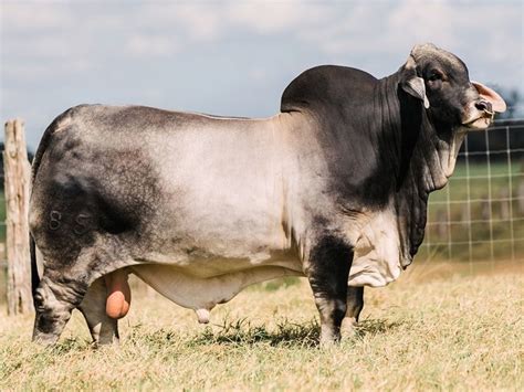 These features are more pronounces in the male than in the female of the breed. 12 Most Popular Beef Cattle Breeds of The World For Farm Owner