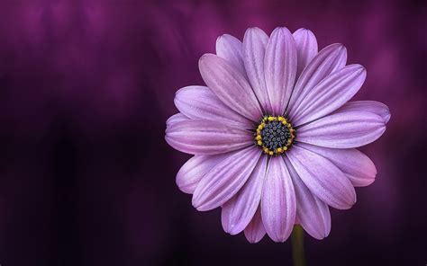 Purple Daisy Flower Hd Flowers 4k Wallpapers Images Backgrounds