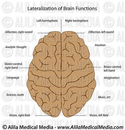 The human nervous system is made up of primarily two sections. Alila Medical Media | Lateralization of the brain, labeled ...