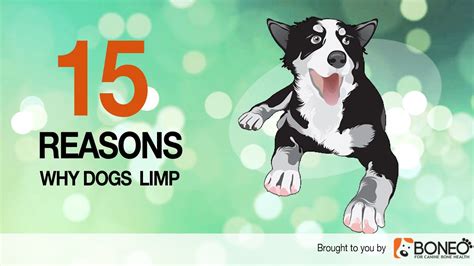If the hamster is running fine and not showing an signs of pain (example: Why is My Dog Limping? 15 Causes of Lameness in Dogs - YouTube