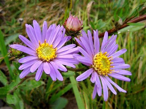 Nella pagina, tutte le varietà di fiori che presentano petali di questa tonalità! Aster
