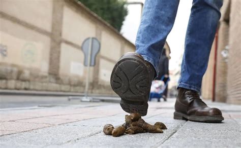 Dejar La Caca De Perro En La Calle Sale Gratis En Valladolid El Norte