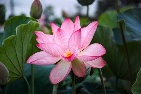 Download Pink Flower Nature Flower Lotus Hd Wallpaper