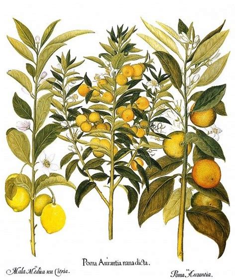 Citrus Print For Kitchen Botanical Prints Giclee Art Art