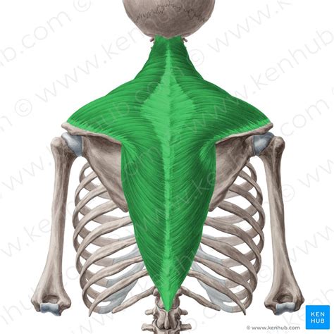 The skull is the bony skeleton of the head. Back Head Anatomy