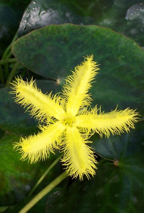 Yellow Snowflake Nymphoides Geminata Moore Water Gardens