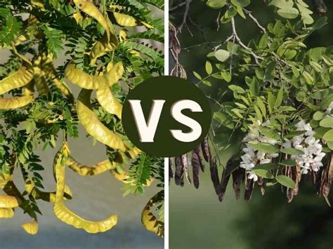 Honey Locust Vs Black Locust Plant Pests Invasive Plants Invasive