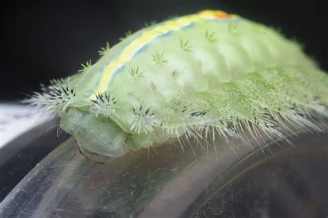 Close Shot Of The Green Crowned Slug Moth Caterpillar Stock Photo