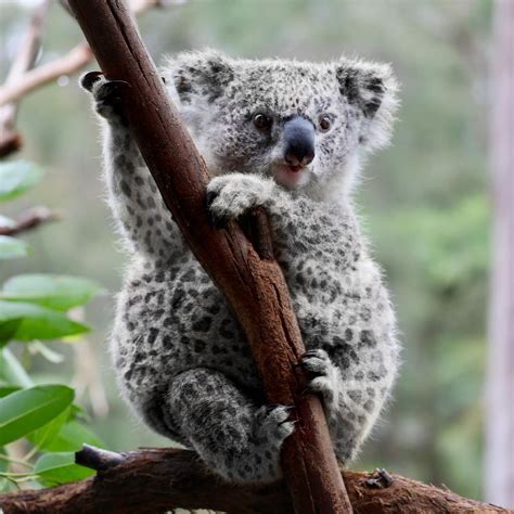 Australia On Instagram Its A Little Known Fact That Some Koala Joeys