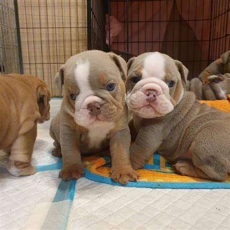 English Bulldog Puppies For Sale Chicago Il 329131