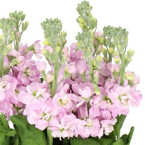 Stocks Figaro Light Pink 60cm Wholesale Dutch Flowers And Florist