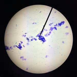 Animal Cell Under A Microscope Ppt Identifying Cells Under The