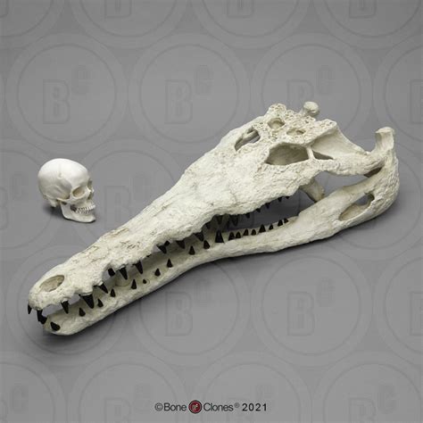 Gavialosuchus Skull Giant Fossil Crocodile Bone Clones Inc