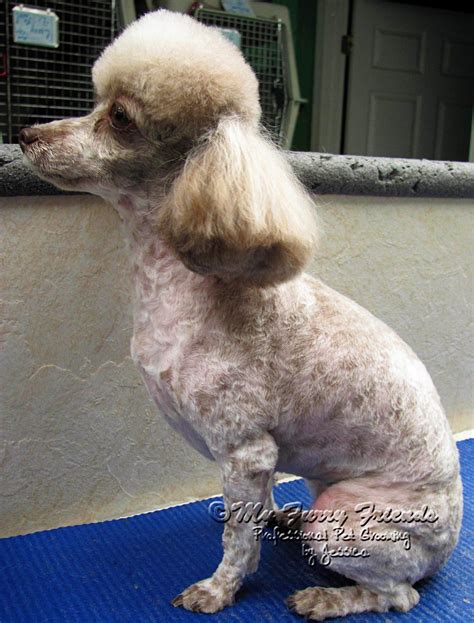 Mini poodle, miniature male, 13 weeks fort wayne, indiana. Shaved poodle | Poodle, Fur babies, Dog grooming