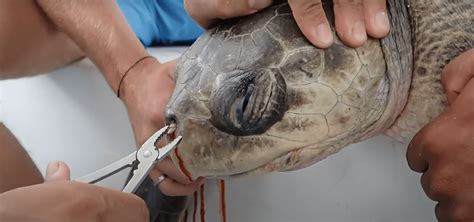 How Turtles Changed Our Perception Of Plastic Pollution The