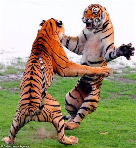 Giant Tigers Show Off Their Fighting Skills As They Clash In India