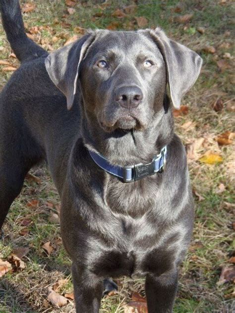 Silver lab puppies require four meals a day. Silver Lab Dog Breed Info: Pictures, Personality & Facts