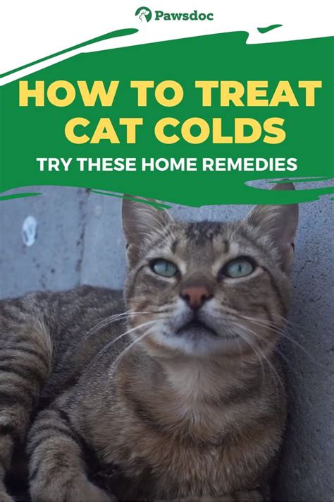 How To Deal With Cat Colds Natural Remedies Video Video Cat