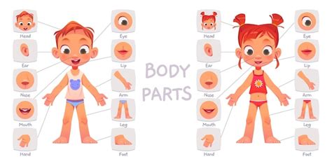 Kids Body Parts Vectors And Illustrations For Free Download Freepik