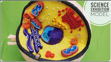 Eukaryotic Cell Model Project Ideas