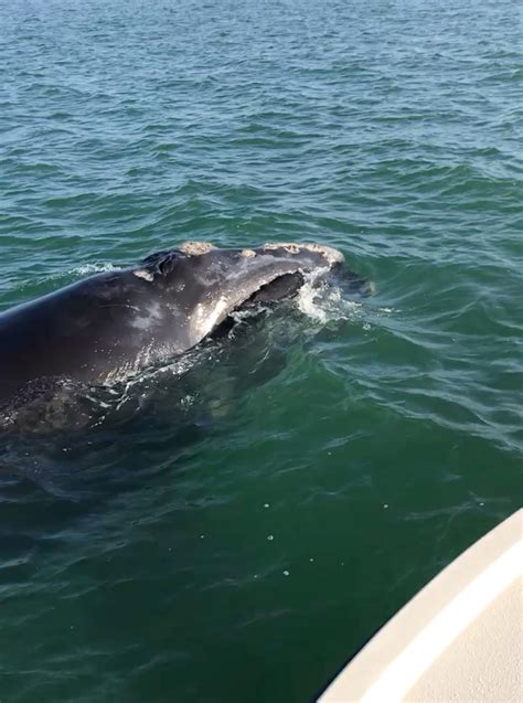 One Of Worlds Most Endangered Whales Spotted In Gulf Of Mexic