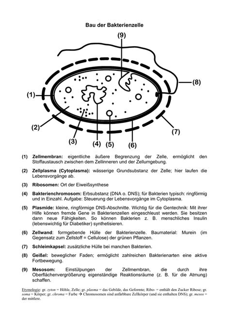 In unserem beispiel handelt es sich dabei um die zelle b1. Aufbau einer bakterienzelle | Bakterien: Aufbau, Vorkommen ...