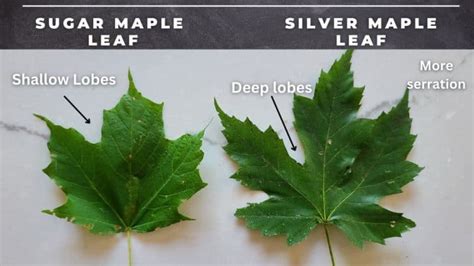 Maple Tree Identification A Complete Guide Growit Buildit