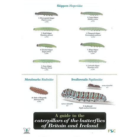 Identify Caterpillars Field Guide