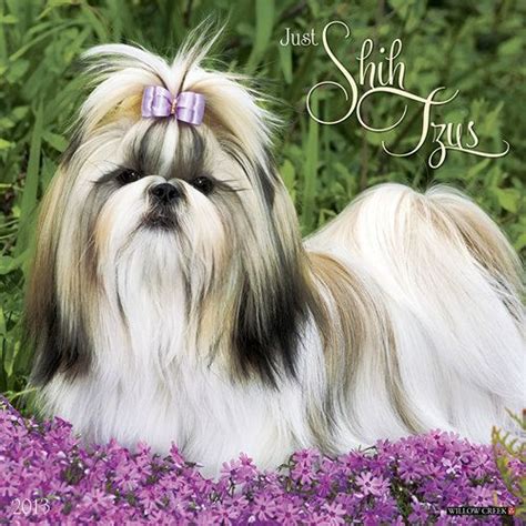 1000 Images About Shih Tzu On Pinterest Maltese Pets