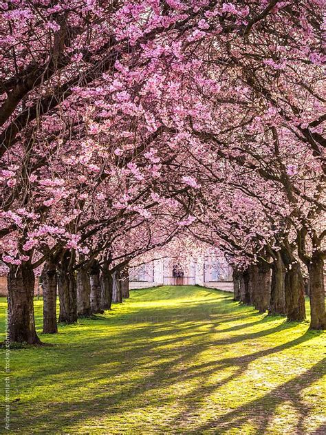 Flowering Cherry Blossom In Park With Tree Alley By Andreas Wonisch