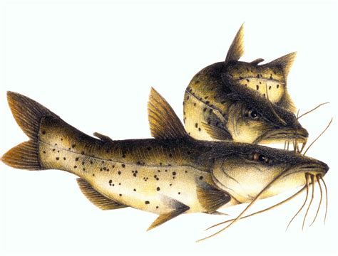 49 Flathead Catfish Wallpapers Wallpapersafari