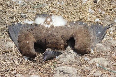Lethal Poisoning Of 2000 Critically Endangered Vultures In Guinea