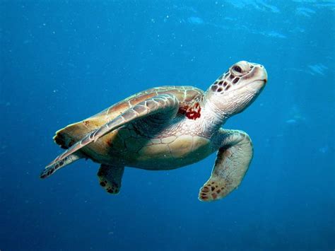 Sea Turtle Wikipedia The Free Encyclopedia Turtle Green Sea