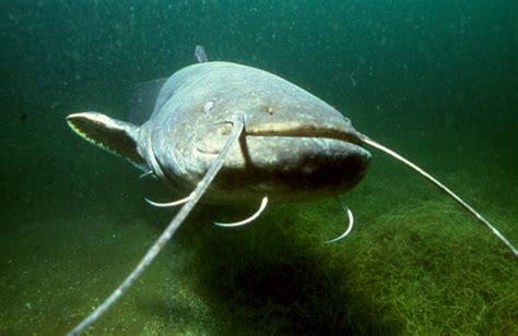 Meet The Largest Freshwater Fish In Europe Animal Encyclopedia
