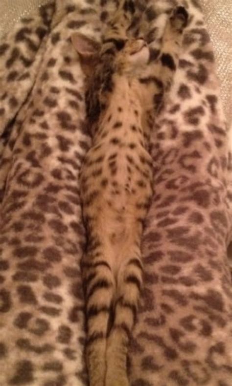 15 Incredible Pictures Of Purrfectly Camouflaged Cats