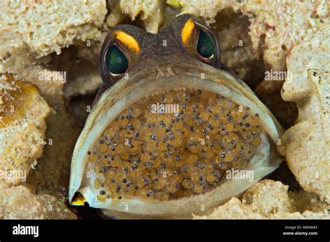 Male Gold Specs Jawfish Opistognathus Sp Mouth Brooding Eggs Mabul