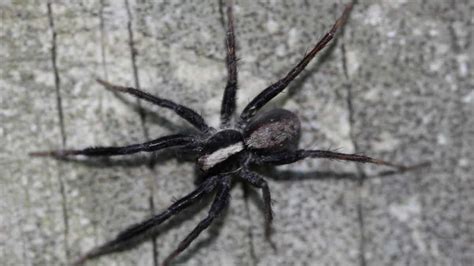 The 10 Most Venomous Spiders In The United States Pest Defense Guide
