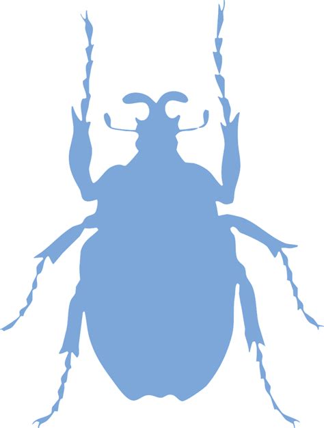 Download Beetle Insect Bug Royalty Free Vector Graphic Pixabay