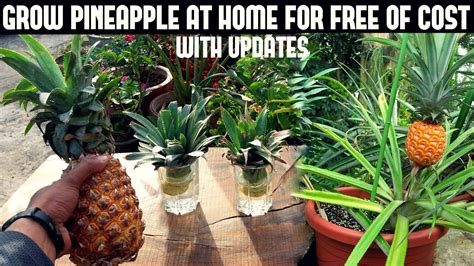 Grow Pineapple For Free Fast N Easy Way Youtube