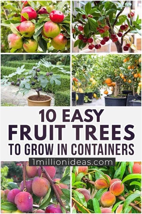 10 Easy Fruit Trees To Grow In Containers Fruit Trees Fast Growing