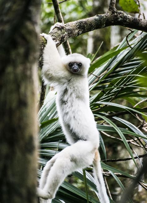 Silky Sifaka Lemur Smithsonian Photo Contest Smithsonian Magazine