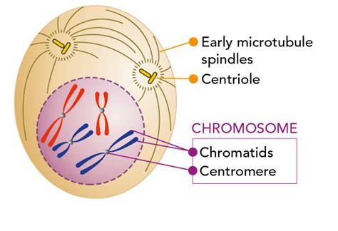 What Is Mitosis Lets Talk Science