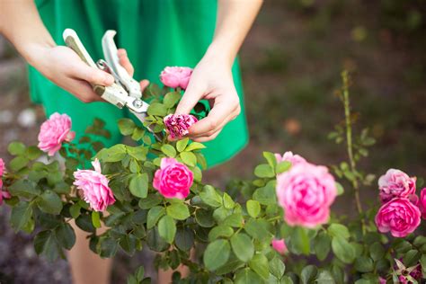 How To Prune Roses — Clean Water Grow Plant Food