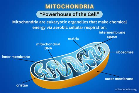 Mitochondria Definition Structure Function