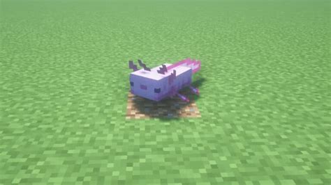 What Do Axolotls Eat In Minecraft The Nerd Stash