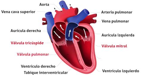 ¿qué Es El Corazón 📌 Anatomía Y Funcionamiento 2023