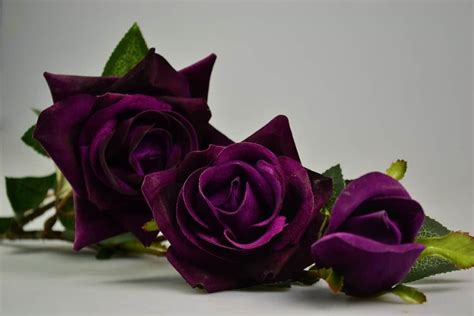 What Does The Color Of Purple Roses Mean The Meaning Of Color